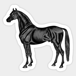 Beautiful Black Race Horse Sticker